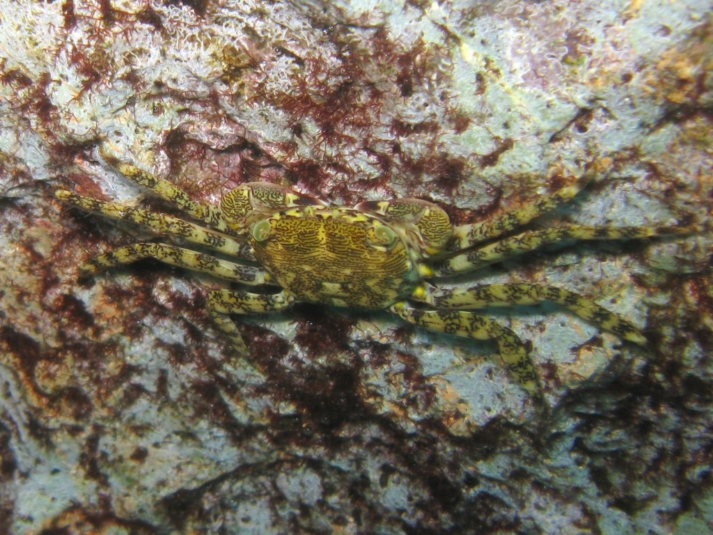 Eriphia verrucosa e Pachygrapsus marmoratus